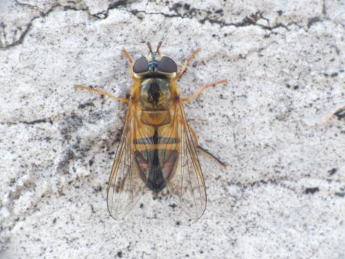 Epistrophe eligans